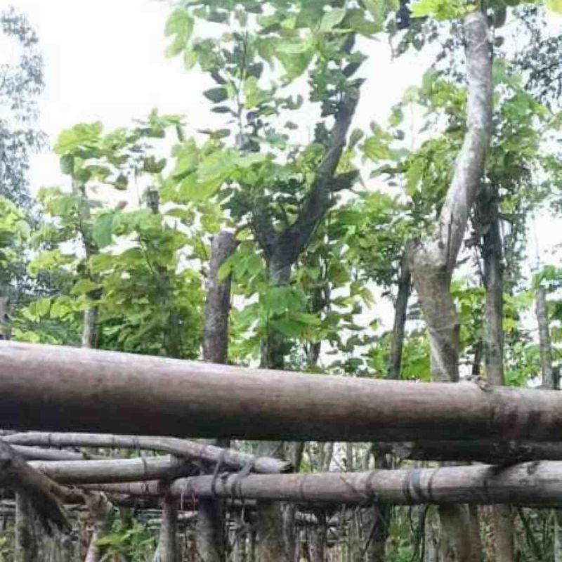 普通樱花树基地直销规格齐全欢迎老板来电咨询合作