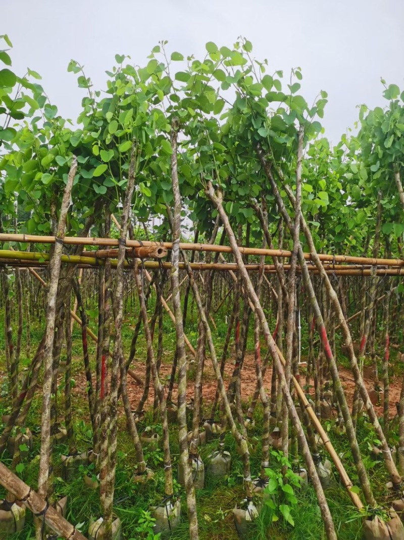 宫粉紫荆基地直销规格齐全欢迎老板来电咨询合作