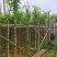 宫粉紫荆基地直销规格齐全欢迎老板来电咨询合作