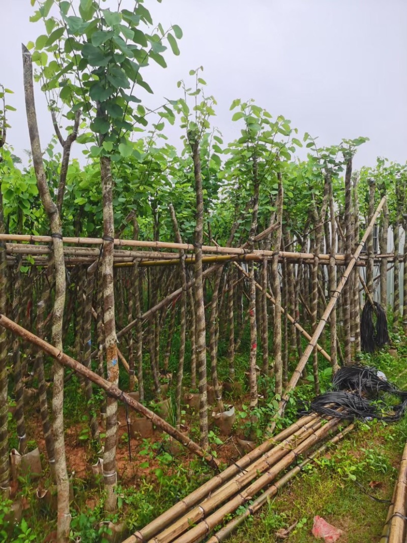 宫粉紫荆基地直销规格齐全欢迎老板来电咨询合作