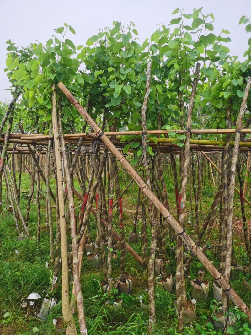 宫粉紫荆基地直销规格齐全欢迎老板来电咨询合作