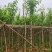 宫粉紫荆基地直销规格齐全欢迎老板来电咨询合作