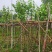 宫粉紫荆基地直销规格齐全欢迎老板来电咨询合作