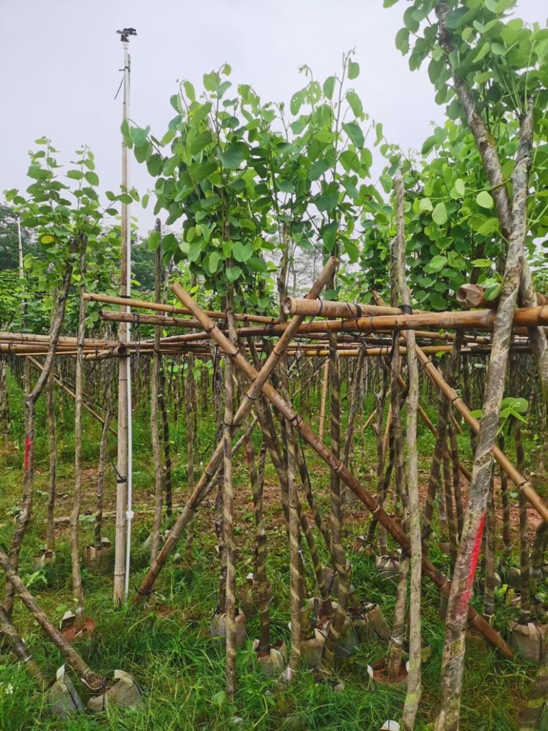 宫粉紫荆基地直销规格齐全欢迎老板来电咨询合作