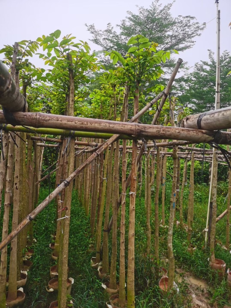 火焰木树基地直销规格齐全欢迎老板来电咨询合作
