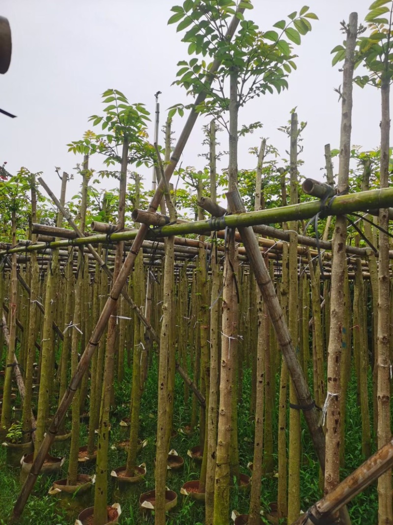 火焰木树基地直销规格齐全欢迎老板来电咨询合作