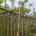 火焰木树基地直销规格齐全欢迎老板来电咨询合作