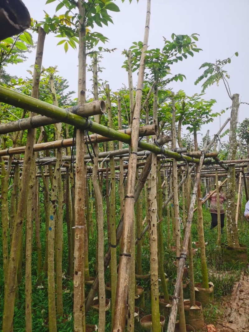 火焰木树基地直销规格齐全欢迎老板来电咨询合作