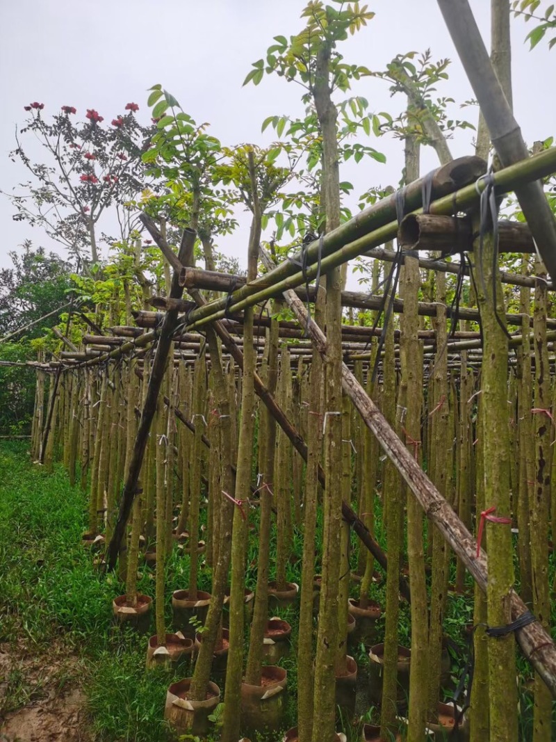 火焰木树基地直销规格齐全欢迎老板来电咨询合作