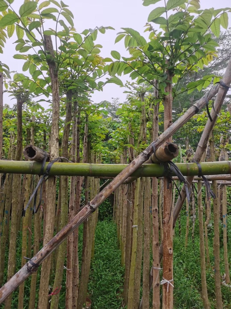 火焰木树基地直销规格齐全欢迎老板来电咨询合作