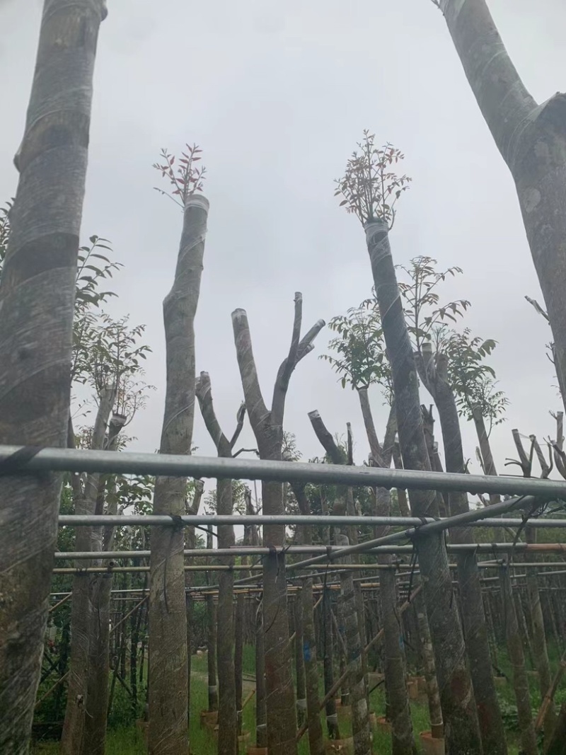 桃花心木基地直销规格齐全欢迎老板来电咨询合作