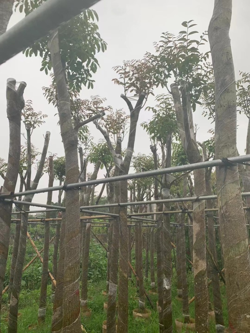 桃花心木基地直销规格齐全欢迎老板来电咨询合作