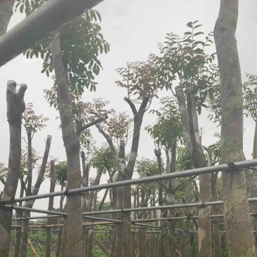 桃花心木基地直销规格齐全欢迎老板来电咨询合作