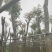 桃花心木基地直销规格齐全欢迎老板来电咨询合作
