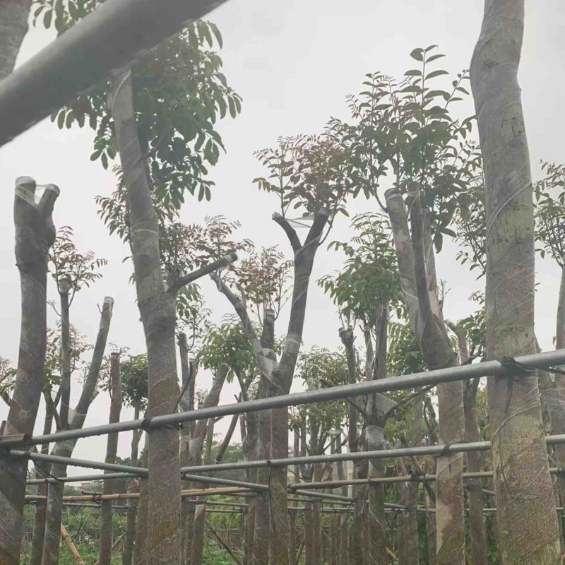 桃花心木基地直销规格齐全欢迎老板来电咨询合作
