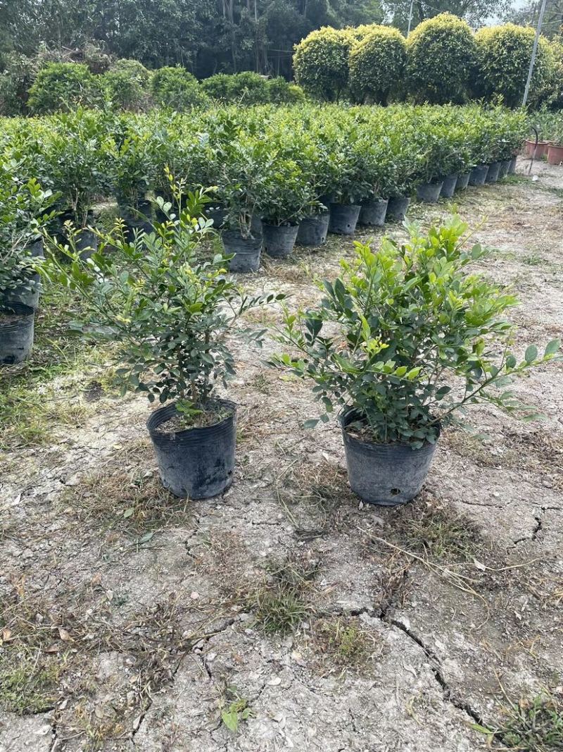 九里香小袋中袋盆栽基地直销质量优质欢迎老板来电咨询