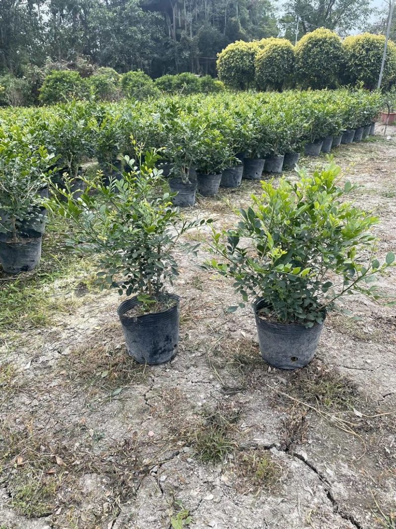 九里香小袋中袋盆栽基地直销质量优质欢迎老板来电咨询
