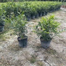 九里香小袋中袋盆栽基地直销质量优质欢迎老板来电咨询