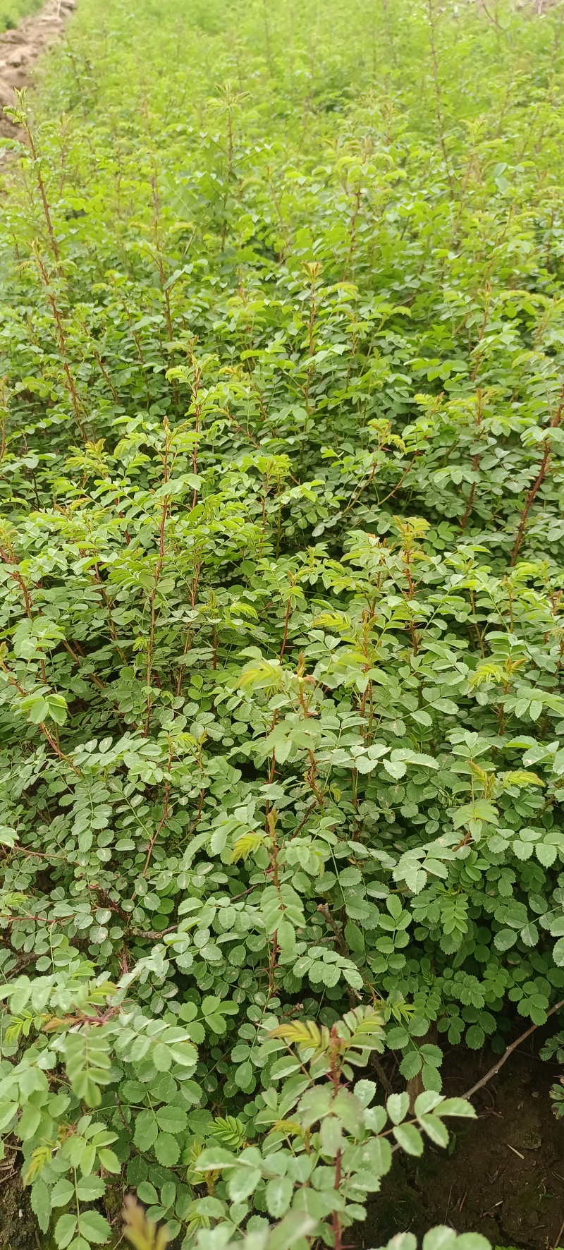 四季玫瑰四季玫瑰苗营养钵杯苗各种规格量大从优