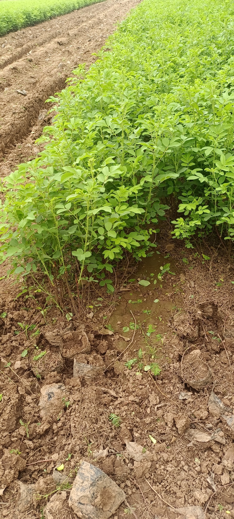 四季玫瑰四季玫瑰苗营养钵杯苗各种规格量大从优