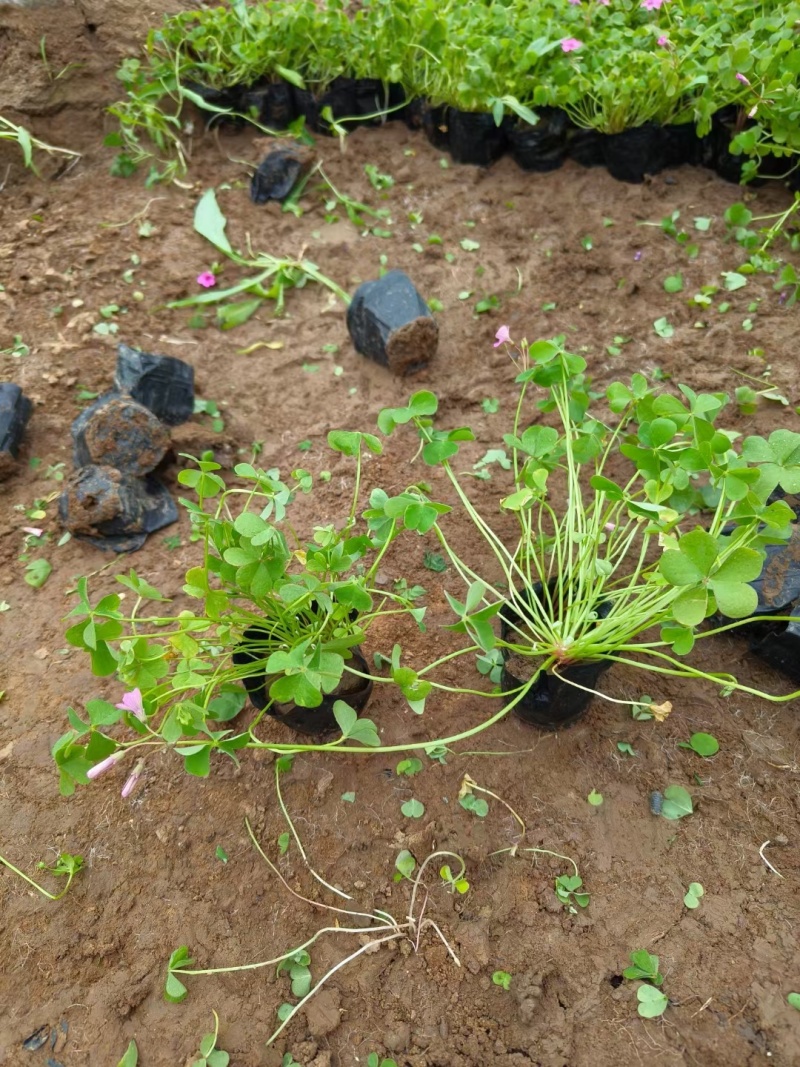 酢浆草，紫叶炸酱草，基地直销，常年销售各种绿化