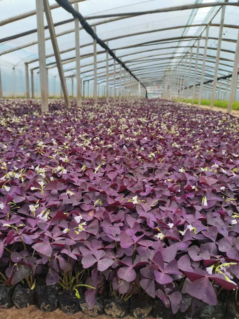 酢浆草，紫叶炸酱草，基地直销，常年销售各种绿化