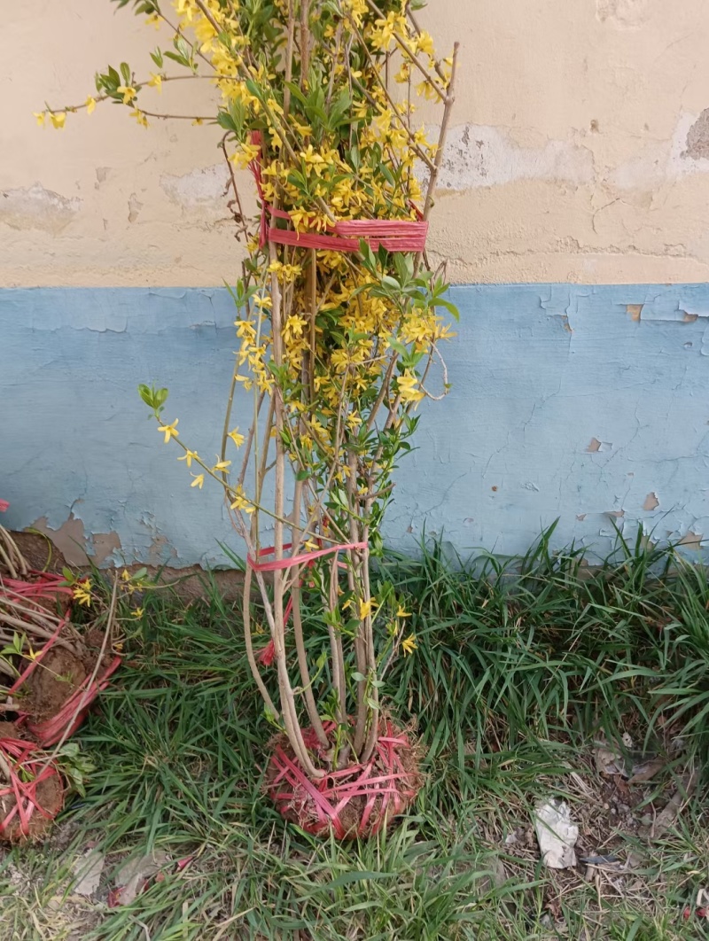 连翘，金边连翘，基地直销，常年销售各种绿化苗木，。