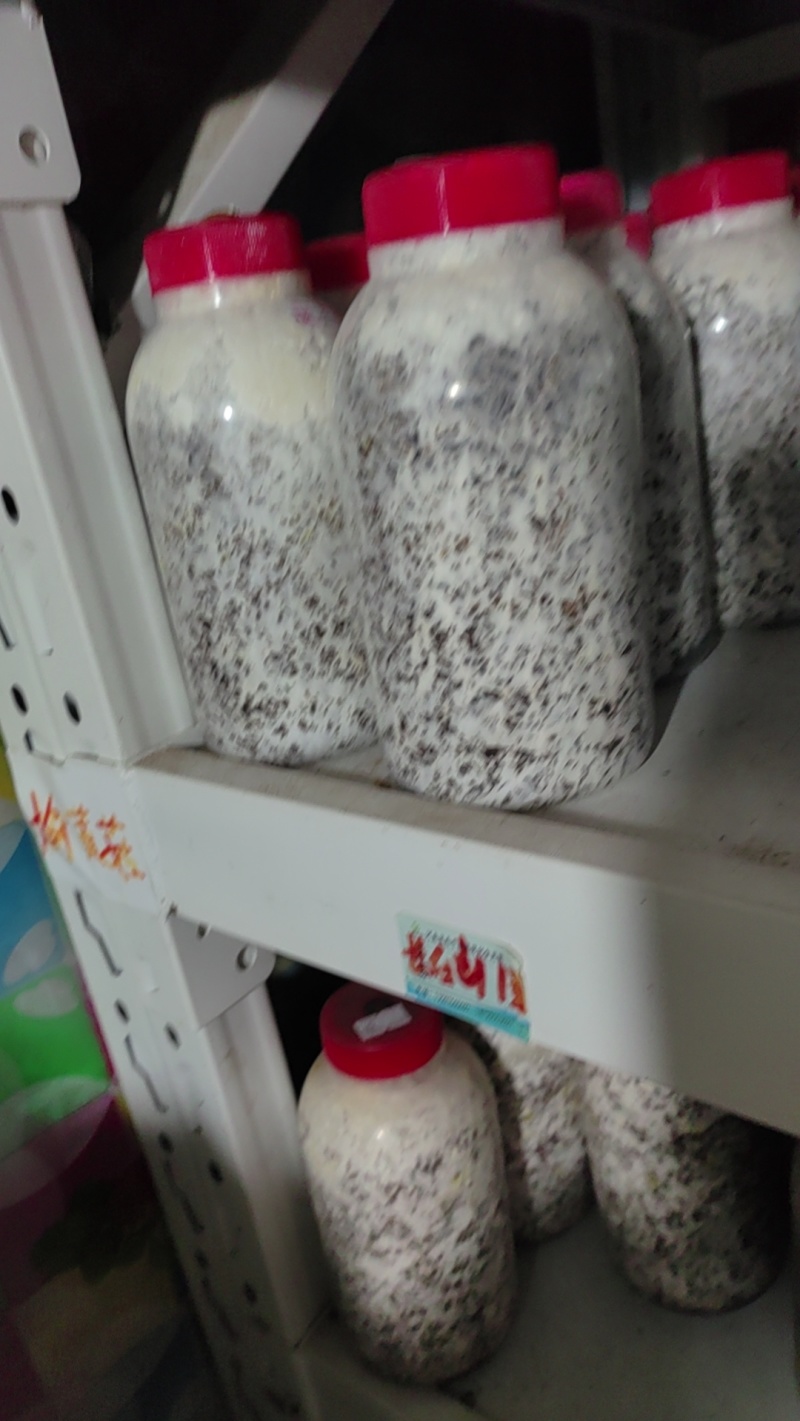 榆黄菇原种，800毫升标准原种瓶装！纯栗木屑培养基！