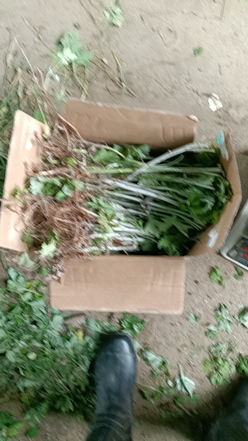 河南南阳艾端午节艾苗大量供应全过程技术指导