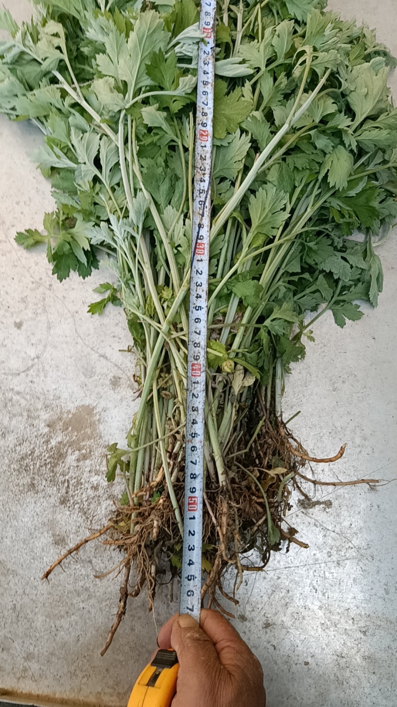 河南南阳艾端午节艾苗大量供应全过程技术指导