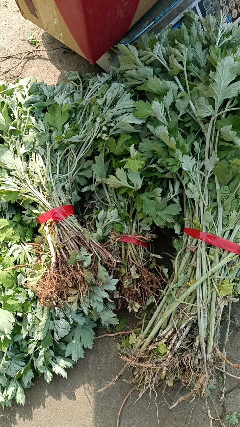 河南南阳艾端午节艾苗大量供应全过程技术指导