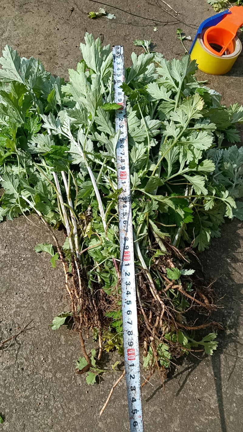 河南南阳艾端午节艾苗大量供应全过程技术指导