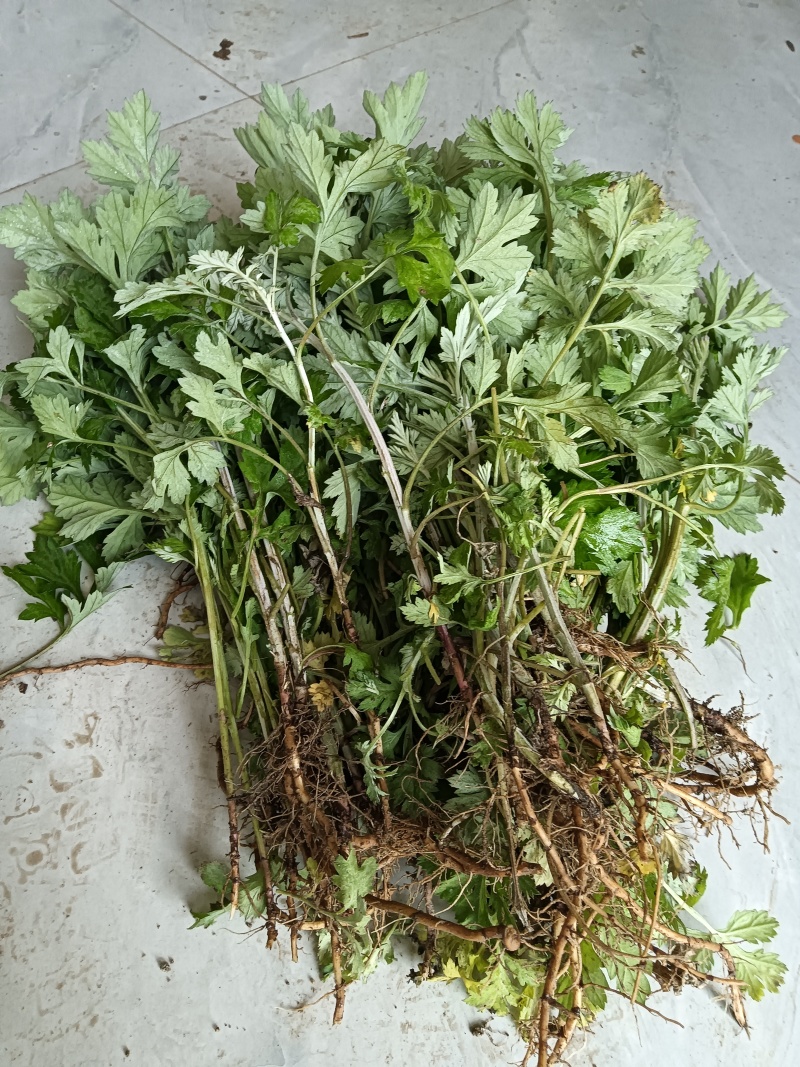 河南南阳艾端午节艾苗大量供应全过程技术指导
