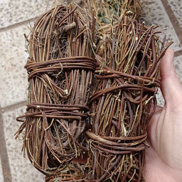 中药材鸡骨草新货鸡骨草