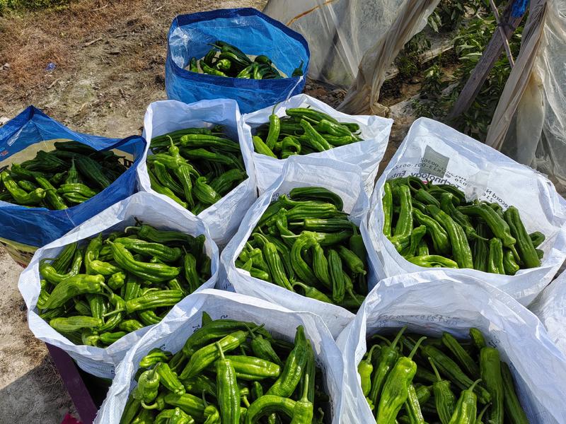 精品辣椒大量上市，薄皮辣椒，货源充足质量稳定。