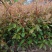 红叶石楠单排