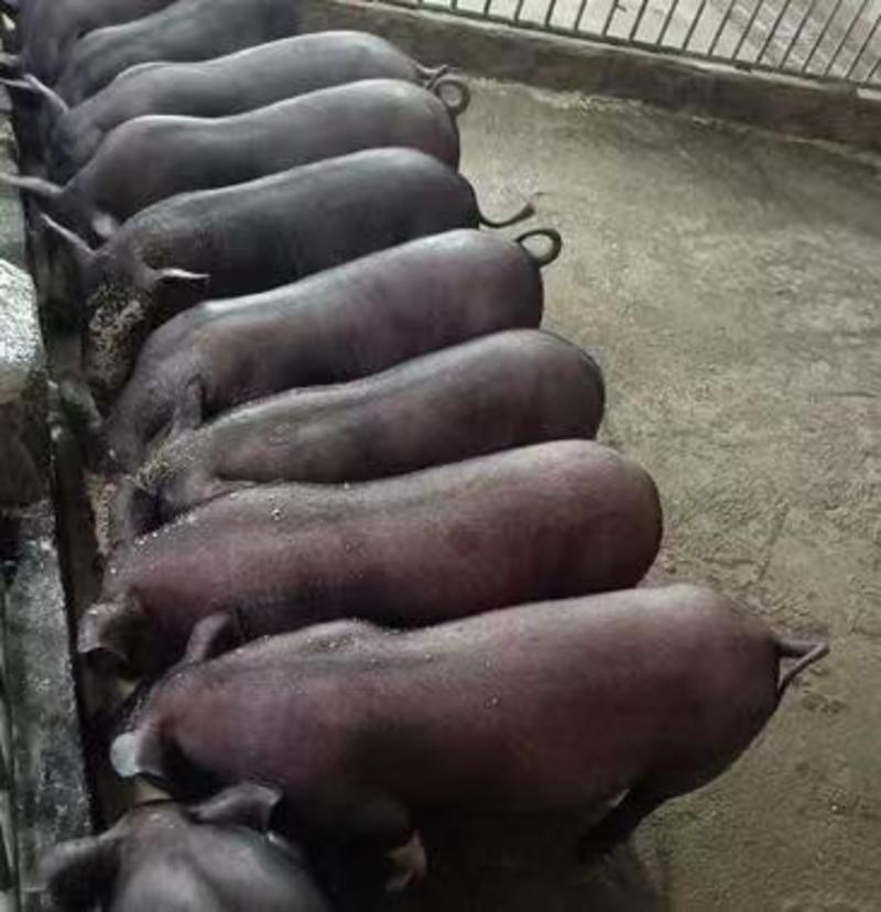 山东黑育肥仔猪大量出售。品种纯正，长势快耐粗料，包成活