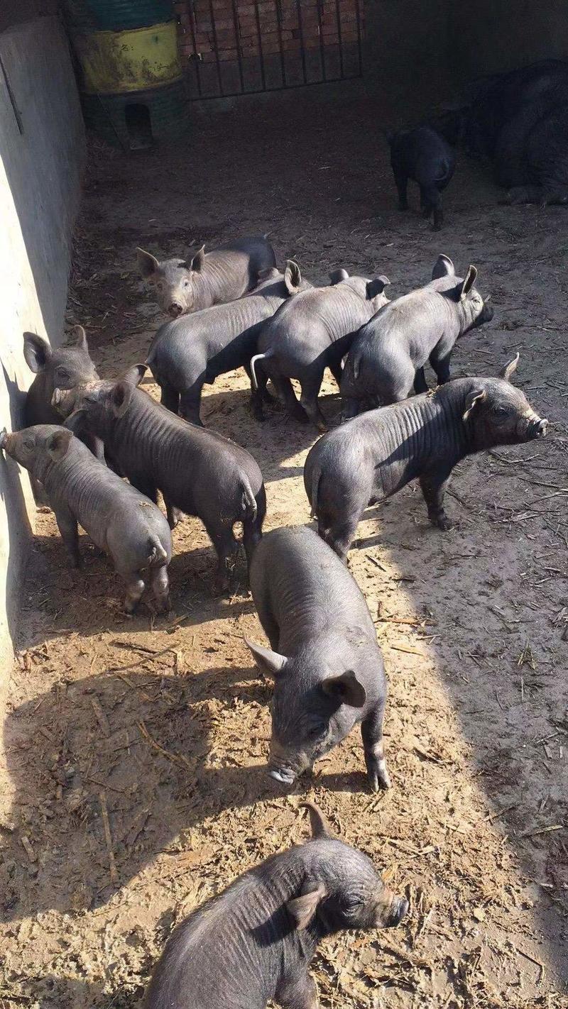 山东黑育肥仔猪大量出售。品种纯正，长势快耐粗料，包成活