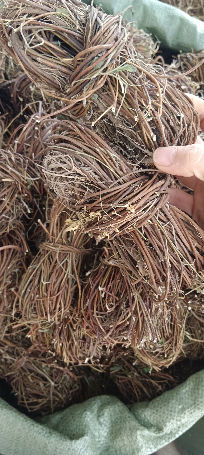 中药材鸡骨草新货鸡骨草