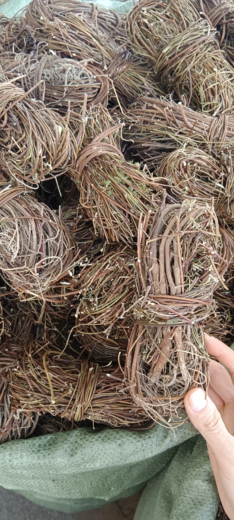 中药材鸡骨草新货鸡骨草