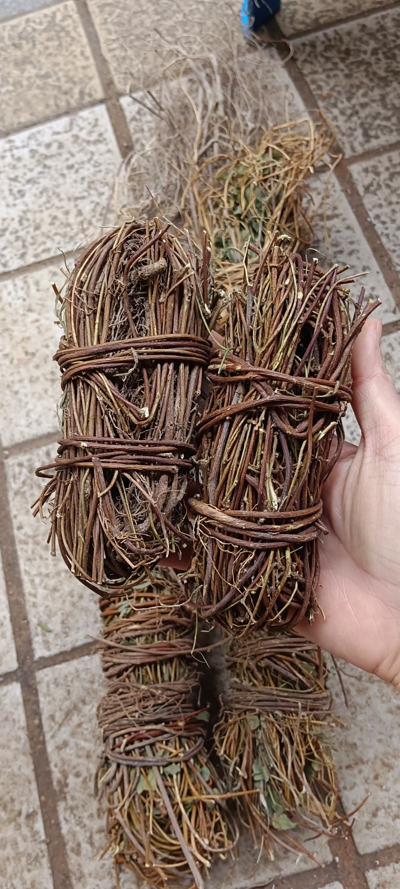 中药材鸡骨草新货鸡骨草