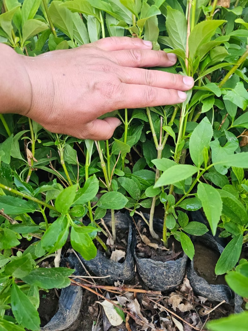 连翘，金边连翘，基地直销，常年销售各种绿化苗木，。
