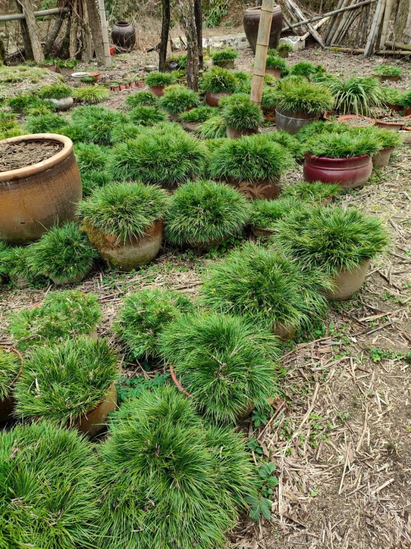 虎须菖蒲苗九节菖蒲苗大叶红心现挖现发保证成活率