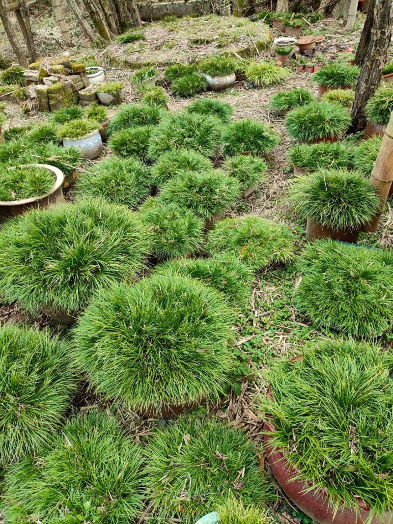 虎须菖蒲苗九节菖蒲苗大叶红心现挖现发保证成活率