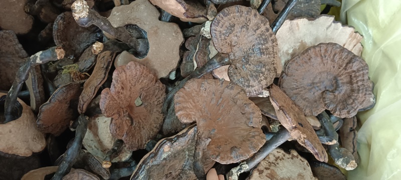 黑灵芝，白底黑灵芝，粉灵芝，源头厂家直销，