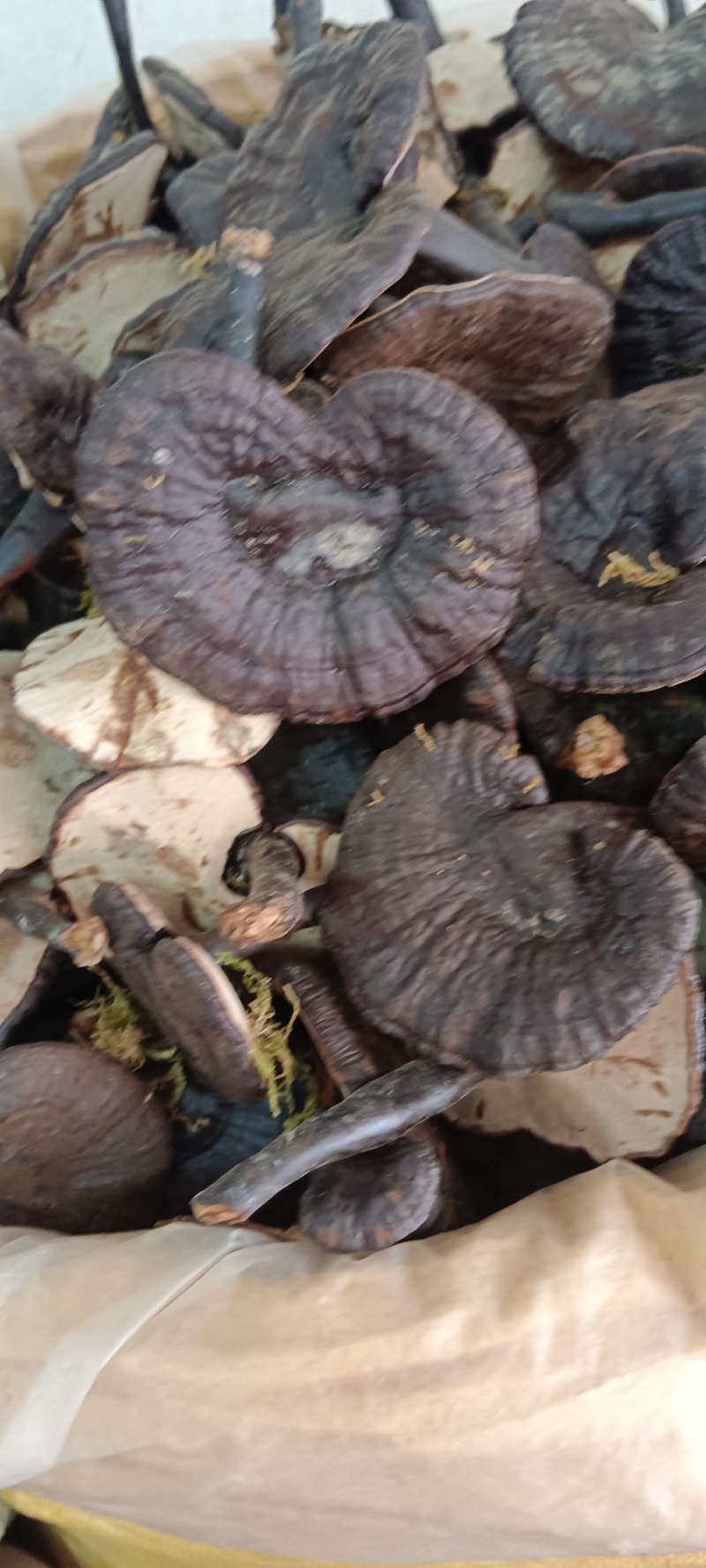 黑灵芝，白底黑灵芝，粉灵芝，源头厂家直销，