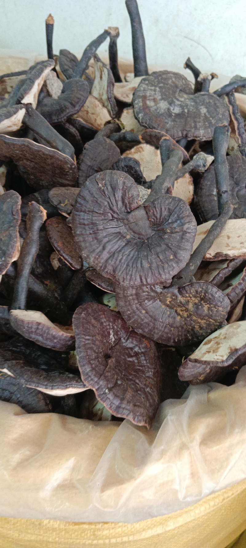 黑灵芝，白底黑灵芝，粉灵芝，源头厂家直销，