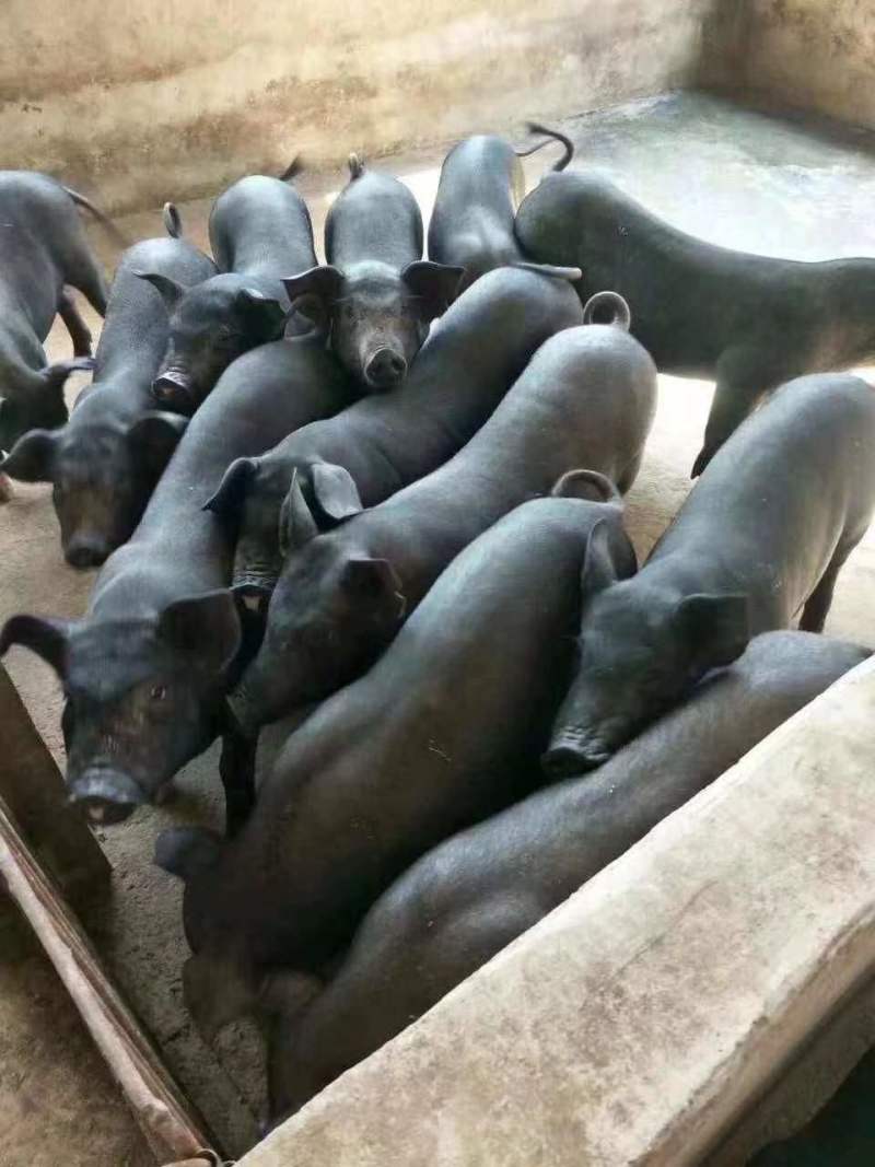 高产母猪，母猪繁育基地，货源充足，全国发货