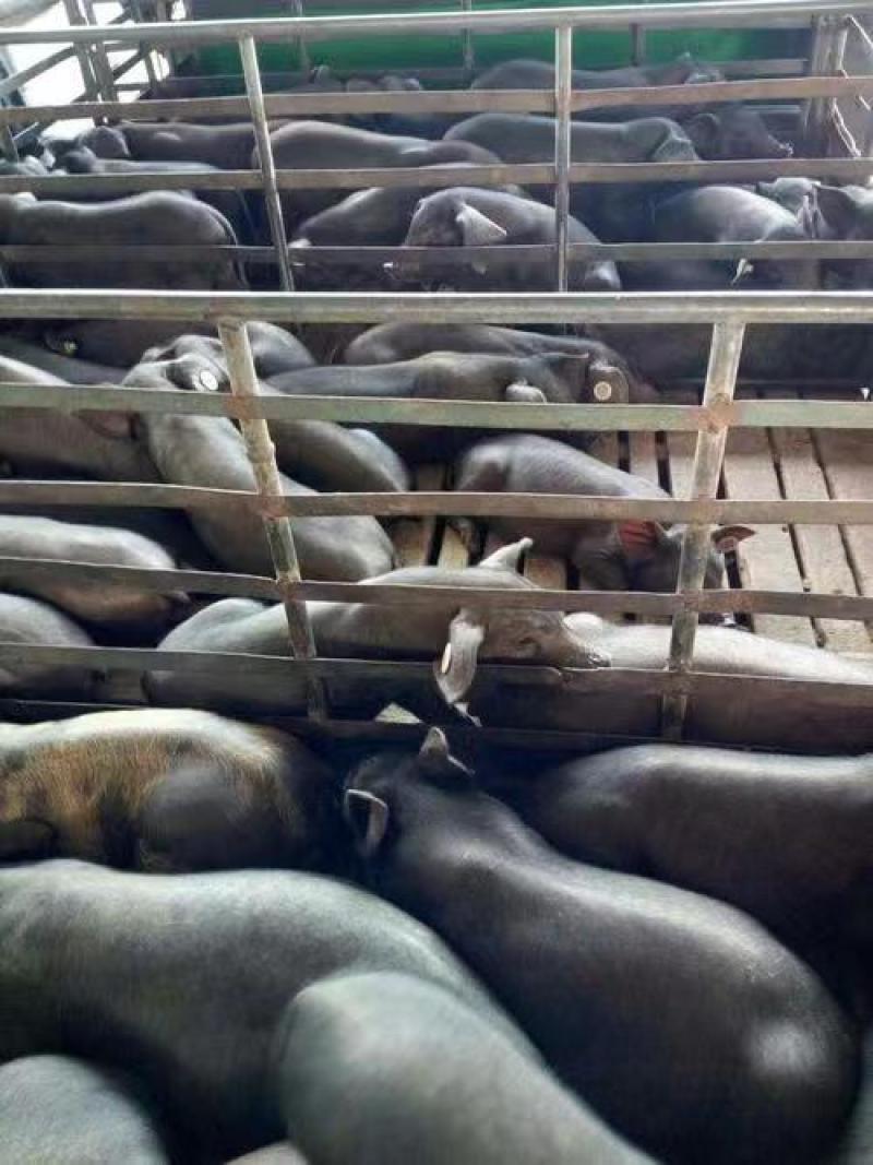 高产母猪，母猪繁育基地，货源充足，全国发货
