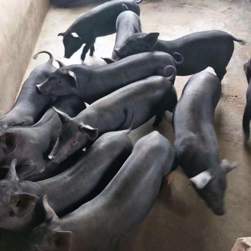 高产母猪，母猪繁育基地，货源充足，全国发货
